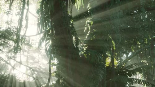 Deep Tropical Jungle Rainforest in Fog