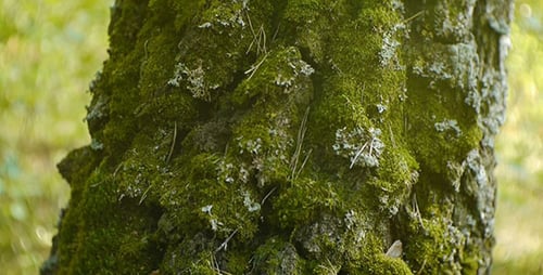 Baum des Waldes 5