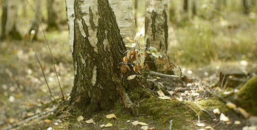 Baum im Wald 6