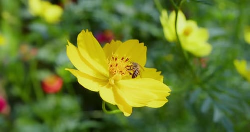 Bee Pollinating a Vibrant Yellow Flower in Sunlight