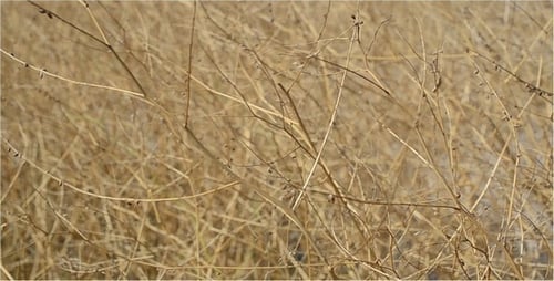 Buisson 2