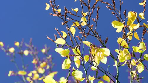 Yellow Leaves Swaying Gently on Sunny Day