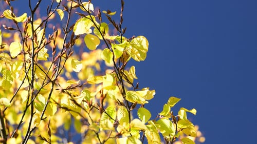 Yellow Leaves Against Blue Sky