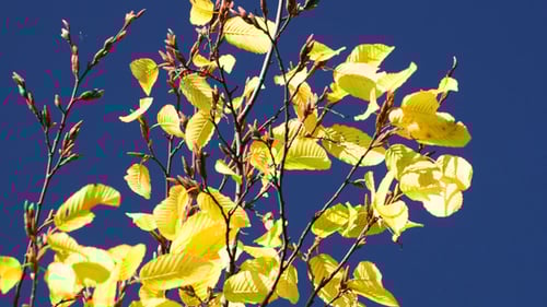 Bright Yellow Autumn Leaves Against Blue Sky
