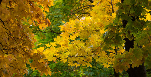 Colored Autumn Leaves