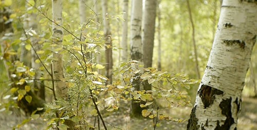 Wald 2