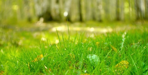 Grünes Gras im Wald 3