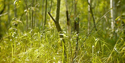 Grünes Gras im Wald 2