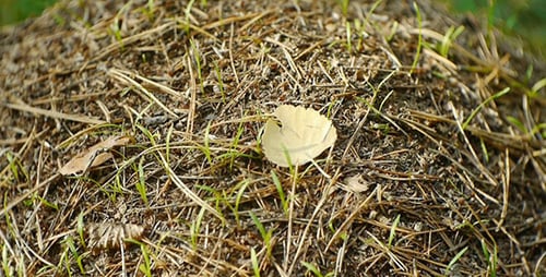 Ameisenhaufen im Wald 2