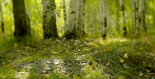 Green Grass In The Forest 5