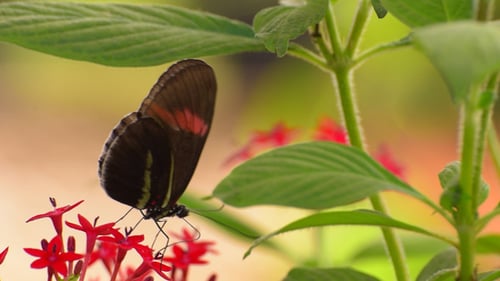 Butterfly 1