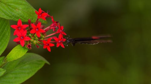 Butterfly 2
