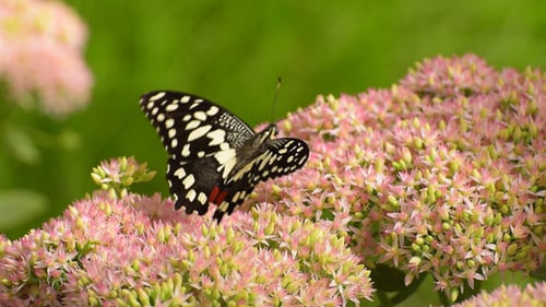 Butterfly 4