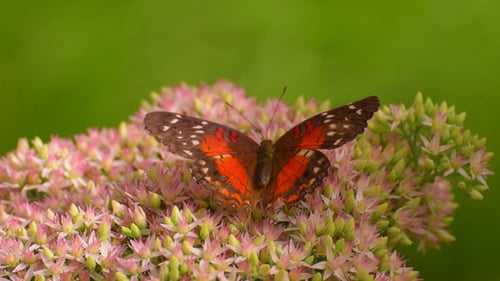 Butterfly 6