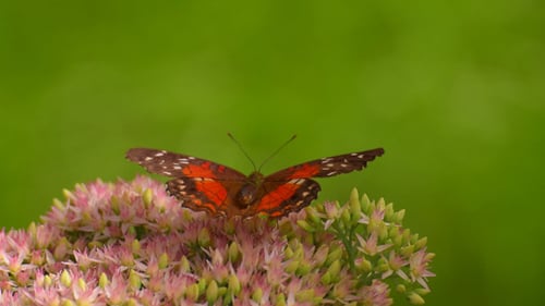Butterfly 7