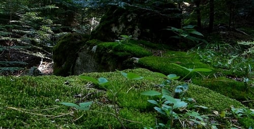 Teil des Waldes 3