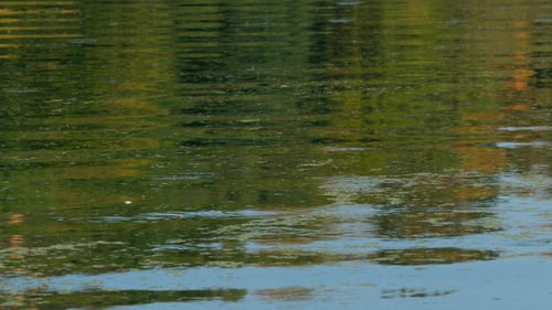 Green Water Ripples on Tranquil Lake