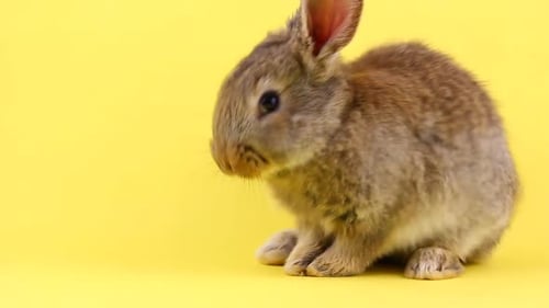 Petit lapin moelleux brun se lave sur un fond jaune pastel en gros plan