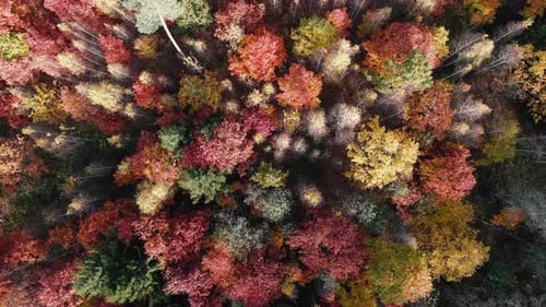 Autumn on Top View of Forest Air