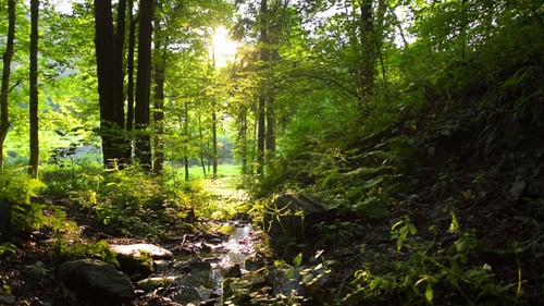 Forest & River
