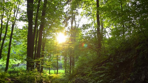 Forest & River