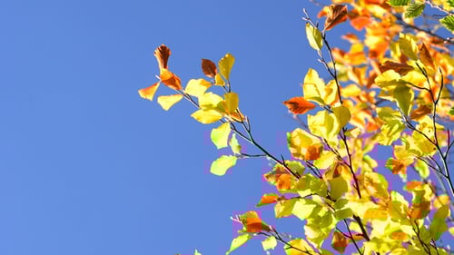 Autumn Leaves Against a Clear Blue Sky