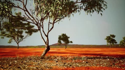 Dry African Savannah with Trees