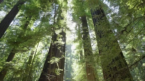 Path In Redwood Forest