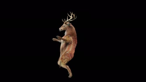 Animated 3D Deer Dancing Loop on Hind Legs