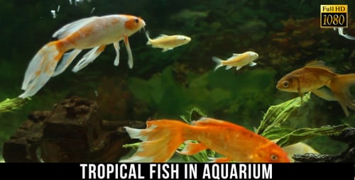 Peces tropicales en el acuario 4