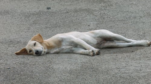 Dog Resting on Paved Surface in Daylight