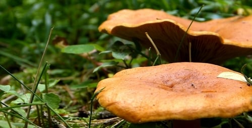 Close Up of Mushrooms in Green Grass