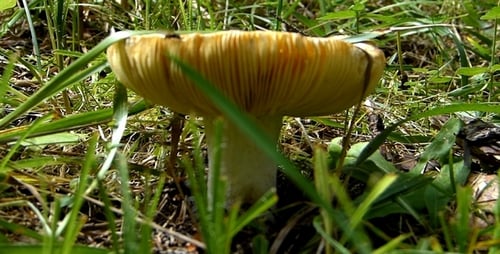 Attractive Mushroom Growing in a Forest Setting
