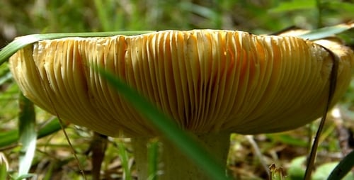 Close Up of Mushroom Growing in Grassy Field
