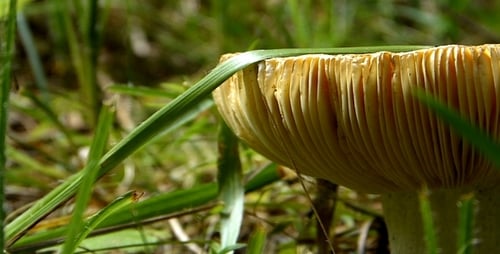 Mushroom Growing in Green Grass Close Up