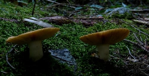 Mushrooms Growing on Forest Floor