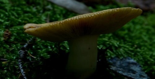 Mossy Forest Floor with Green Mushrooms