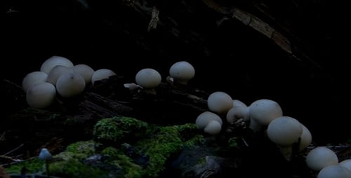 Cluster of White Mushrooms Growing on Log