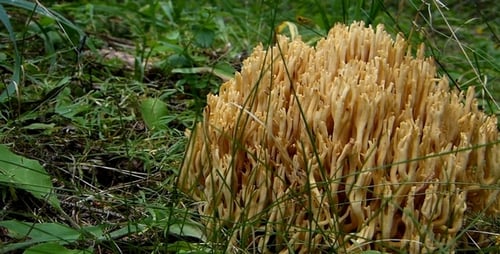 Cream Coral Tooth Fungus Growing in Forest
