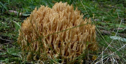 Coral Tooth Mushroom Growing in Grassy Forest