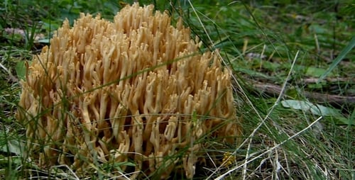 Close Up of Coral Fungus Growing in Forest