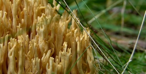 Close Up of Pale Yellow Coral Fungus
