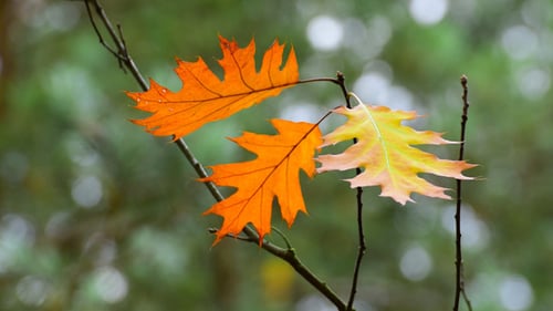 Herbstlaub 2