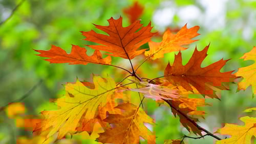 Golden Autumn Oak Leaves in a Forest