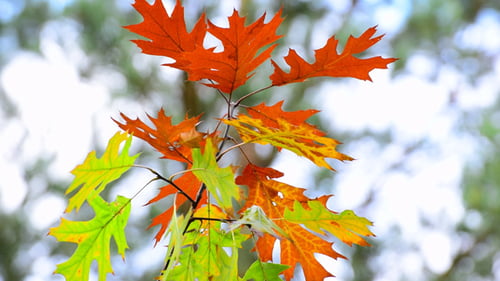Colorful Oak Leaves on Branch Swaying in Breeze