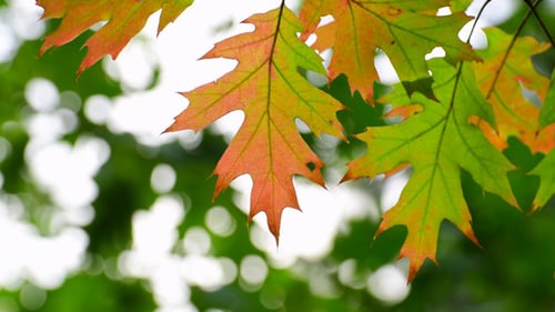 Oak Leaves Changing Color in the Autumn Sunshine