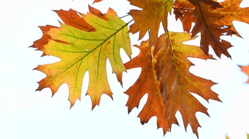 Vibrant Autumn Oak Leaves Swaying Gently