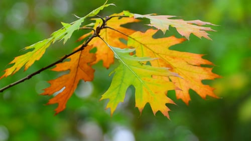Autumn Oak Leaves Changing Color on Branch