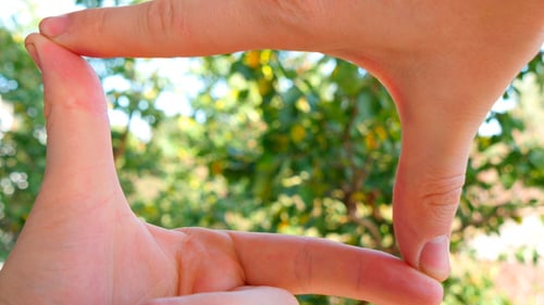 Hands Framing Greenery Nature Outdoors