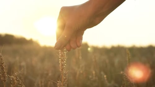 Hand Touches Wheat in Golden Field at Sunset